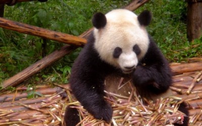 Google Panda, contenu et orthographe