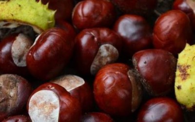 Tirer les marrons du feu