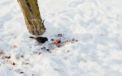 Hiberner ou hiverner ?