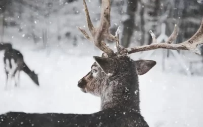 Neoplume vous souhaite de joyeuses fêtes !