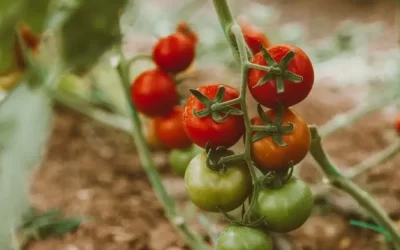 Diffusion du guide Vivre mieux en dépensant moins